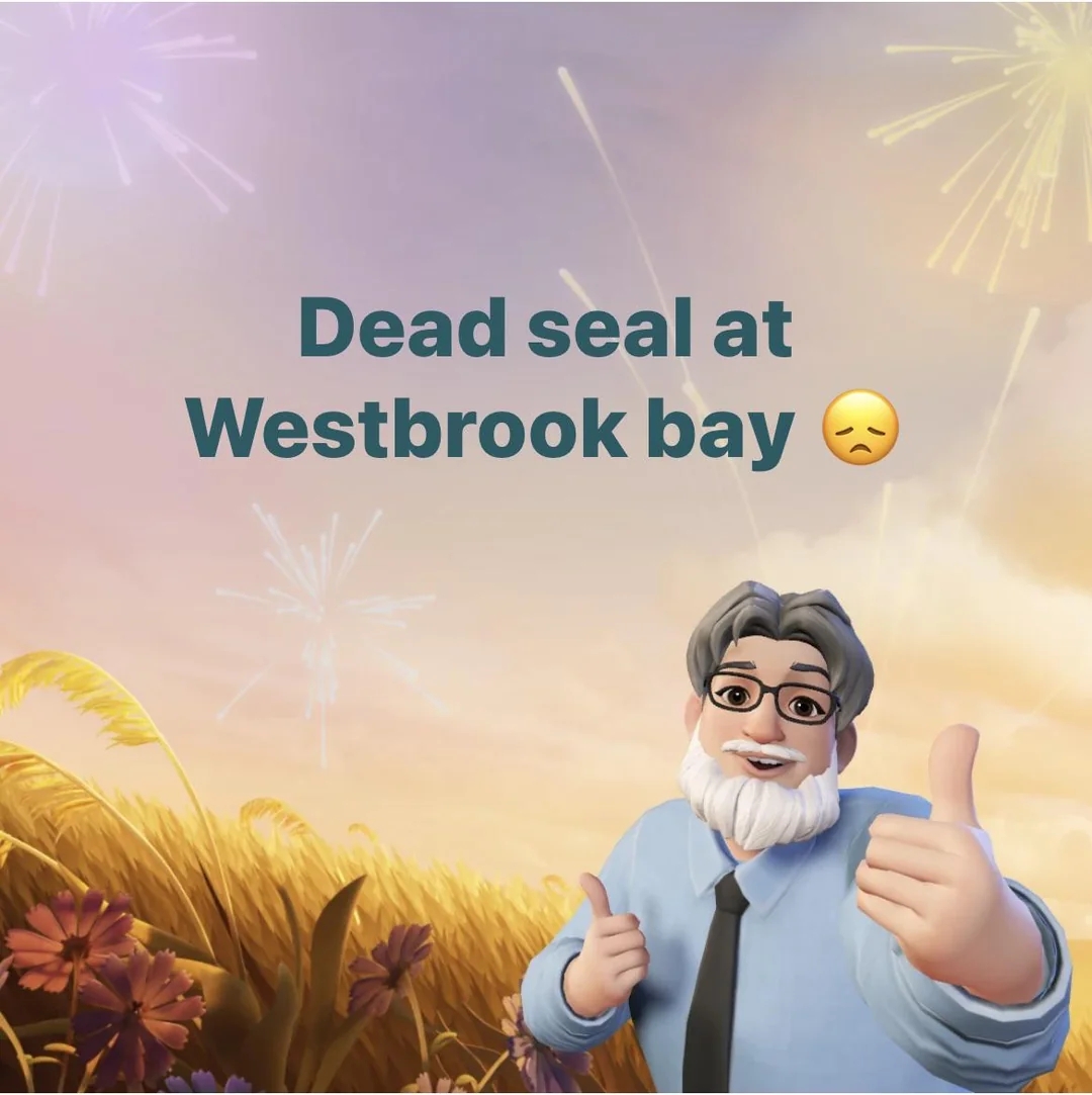 Animated figure with glasses gives thumbs up in front of wheat field. Text above: "Dead seal at Westbrook bay" with a sad emoji. Fireworks in sky