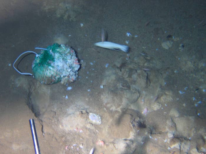 Underwater scene with a fish swimming near a discarded net on the ocean floor