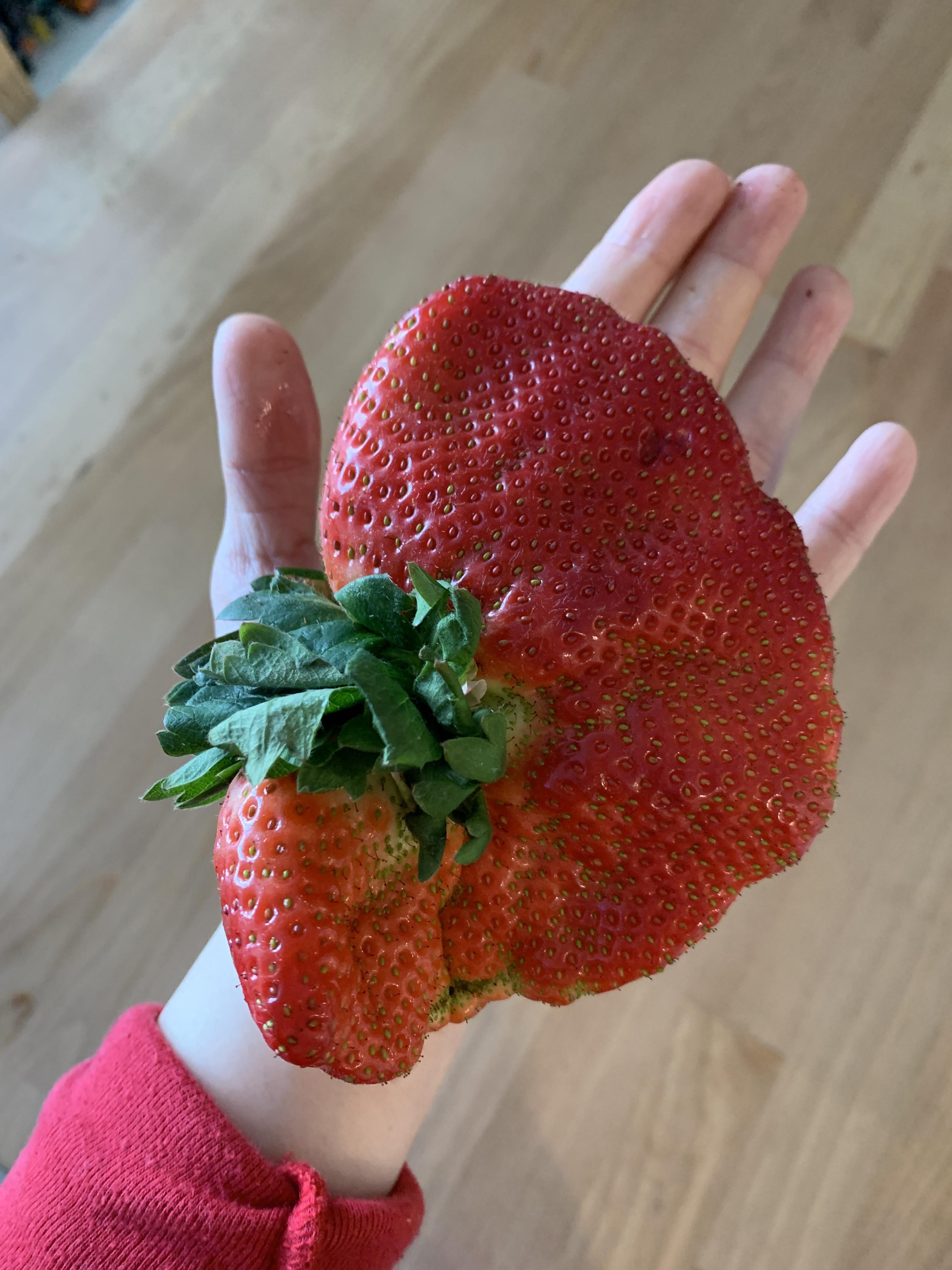 A large, unusually shaped strawberry rests on an open hand, showcasing its size and unique form