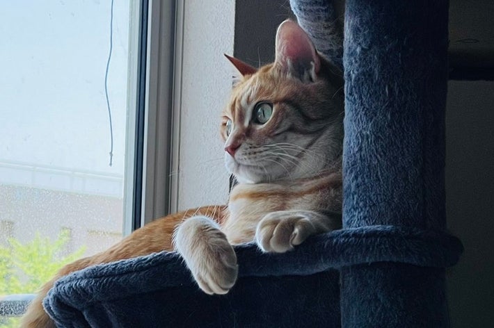 キャットタワーから外を眺めるみんたくん/保護猫みんた様と下僕のぺちの助さんのXアカウント(@_mi_dayo_3)より