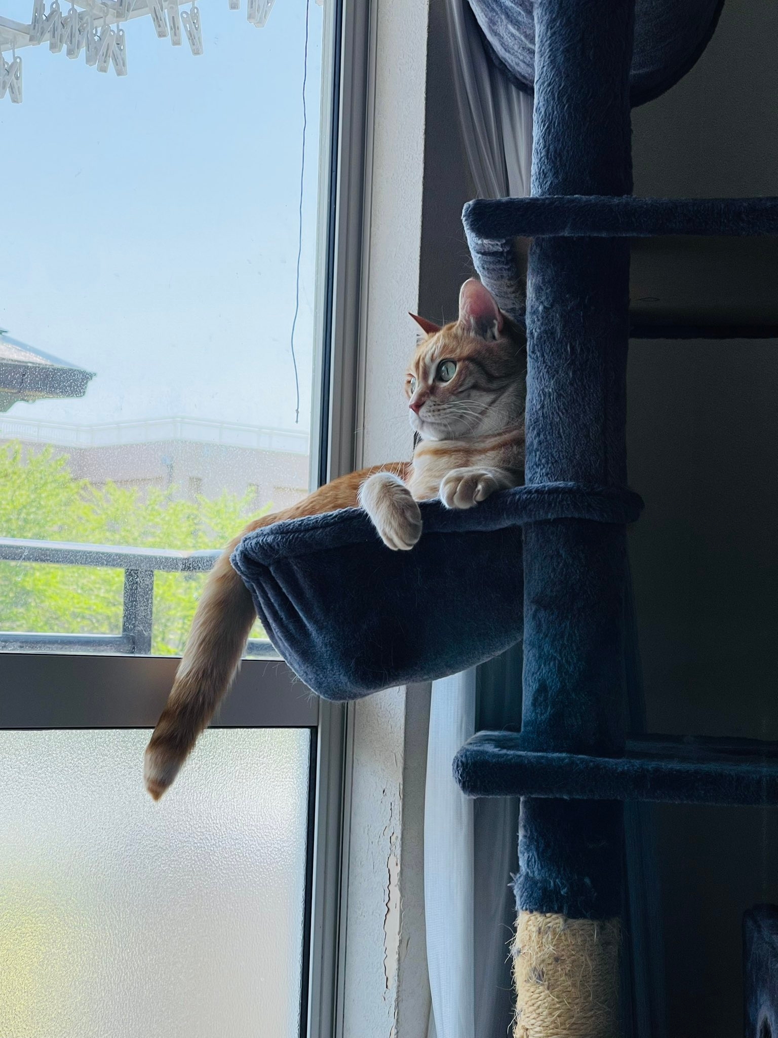 キャットタワーから外を眺めるみんたくん/保護猫みんた様と下僕のぺちの助さんのXアカウント(@_mi_dayo_3)より
