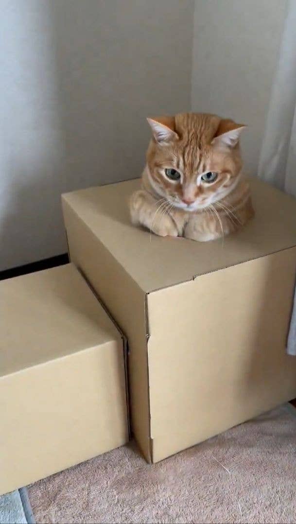 穴に潜る時の手がかわいいみんたくん / 保護猫みんた様と下僕のぺちの助さんのXアカウント(@_mi_dayo_3)より