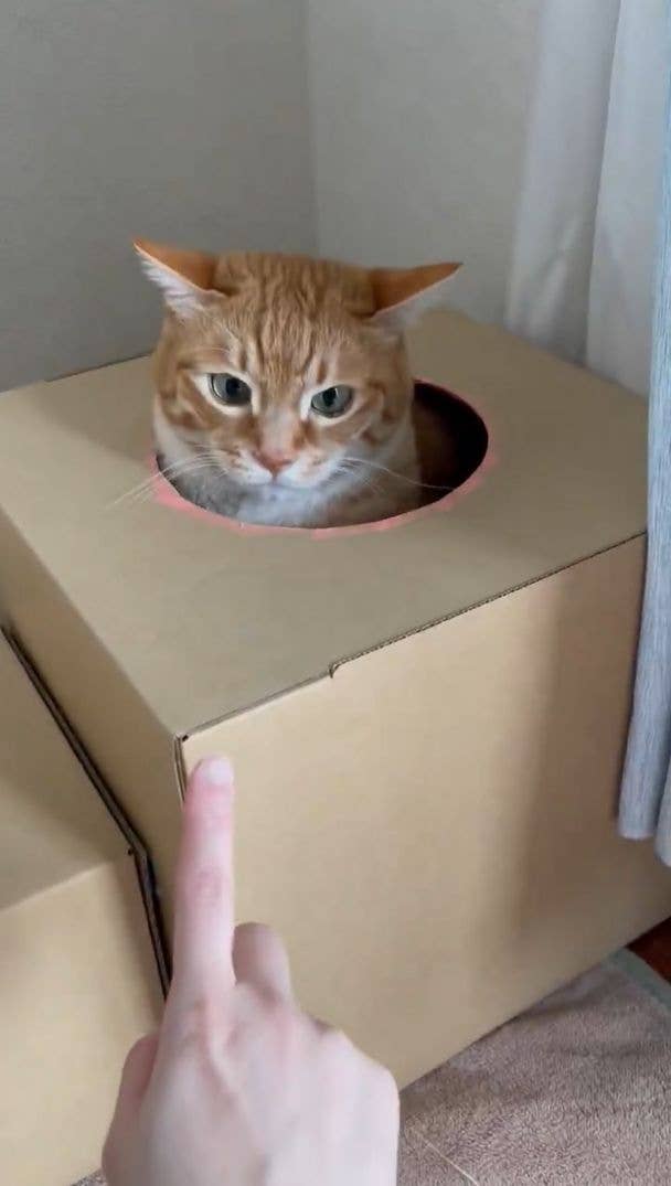 箱から顔を出すみんたくん / 保護猫みんた様と下僕のぺちの助さんのXアカウント(@_mi_dayo_3)より