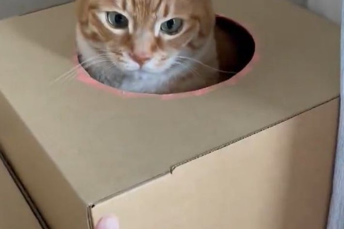 箱から顔を出すみんたくん / 保護猫みんた様と下僕のぺちの助さんのXアカウント（@_mi_dayo_3）より