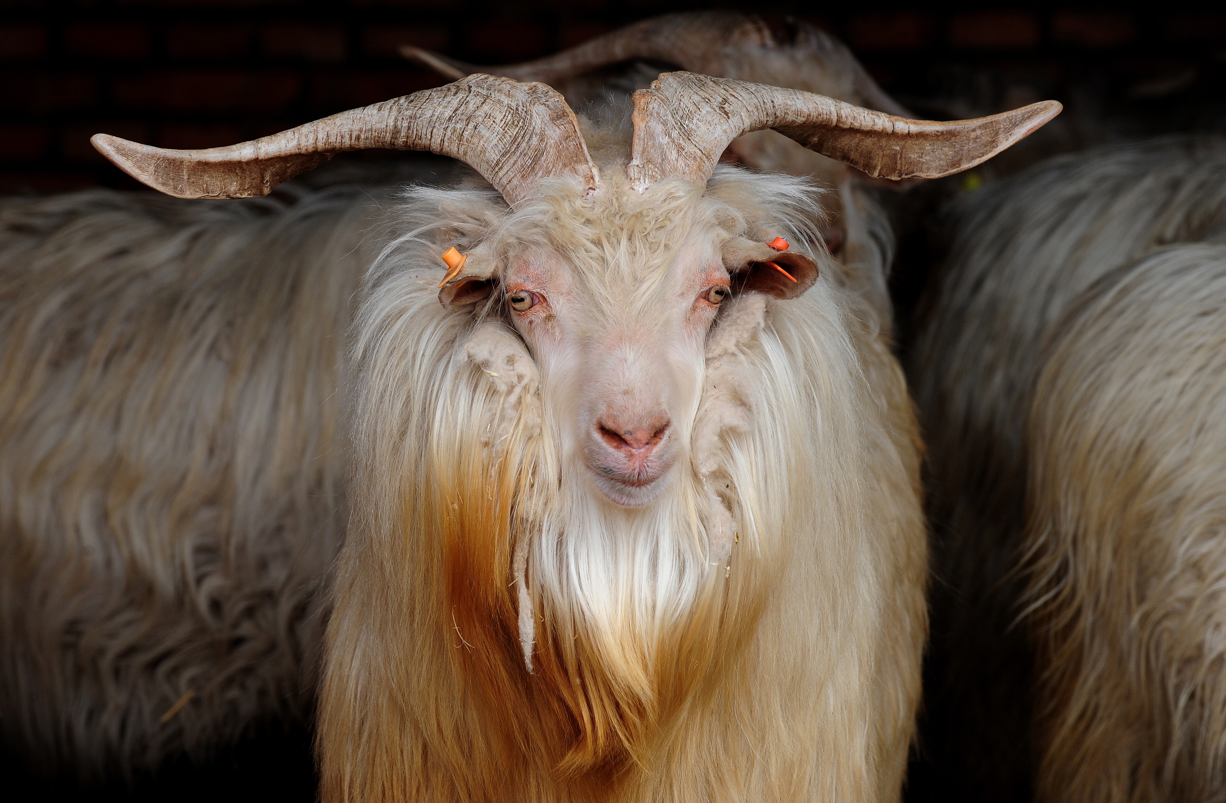 A goat with long, curved horns and a thick, flowing beard stands in a group, gazing directly at the camera