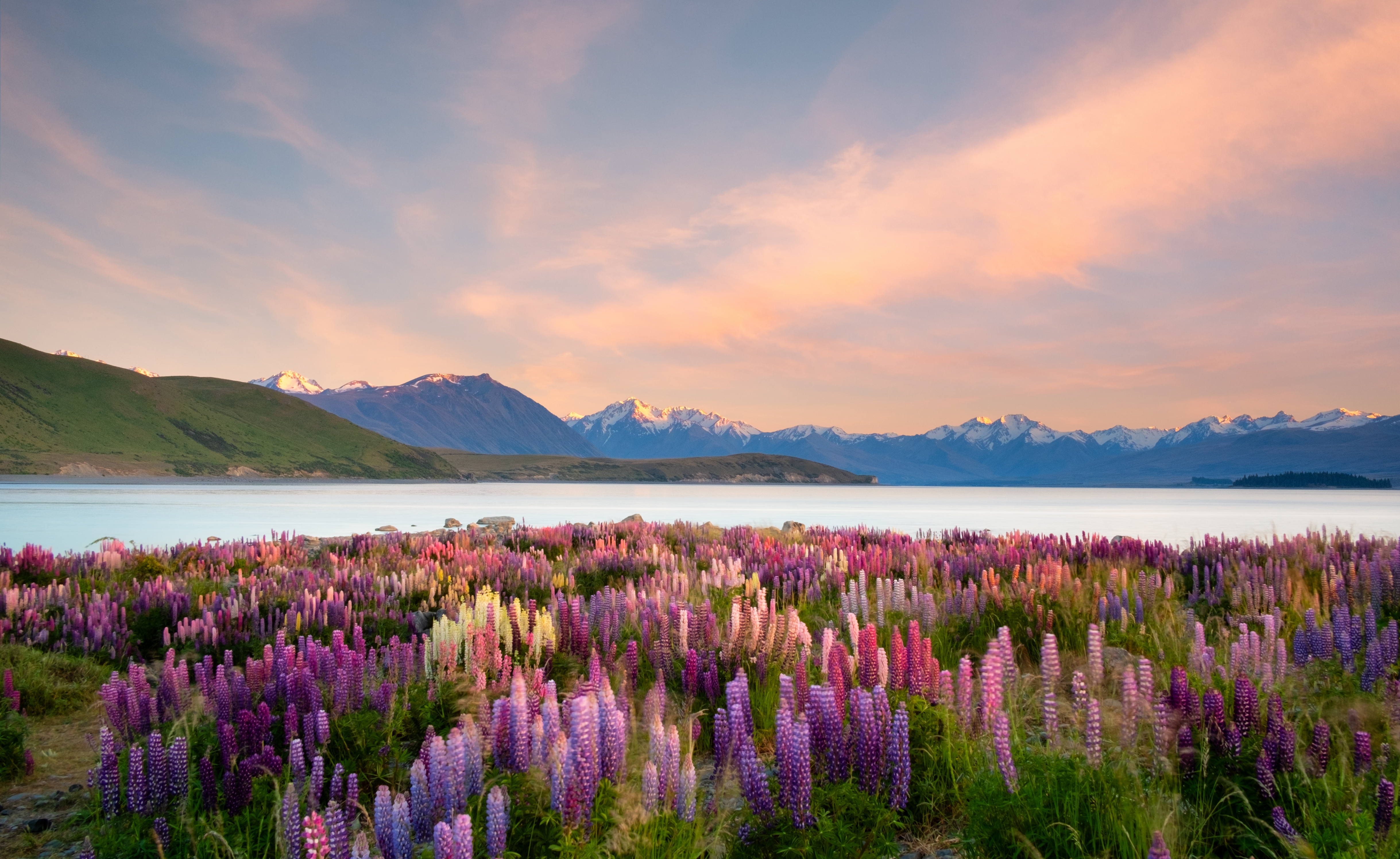 Field of lupines with a serene lake and snow-capped mountains in the background under a soft, pastel sky at dusk