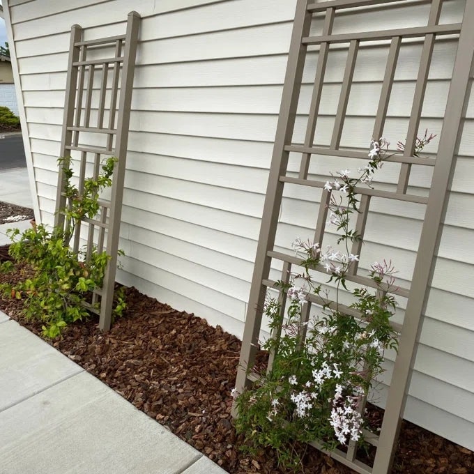 Two woody  trellises with climbing plants against a siding wall, portion  of a plot  decor article