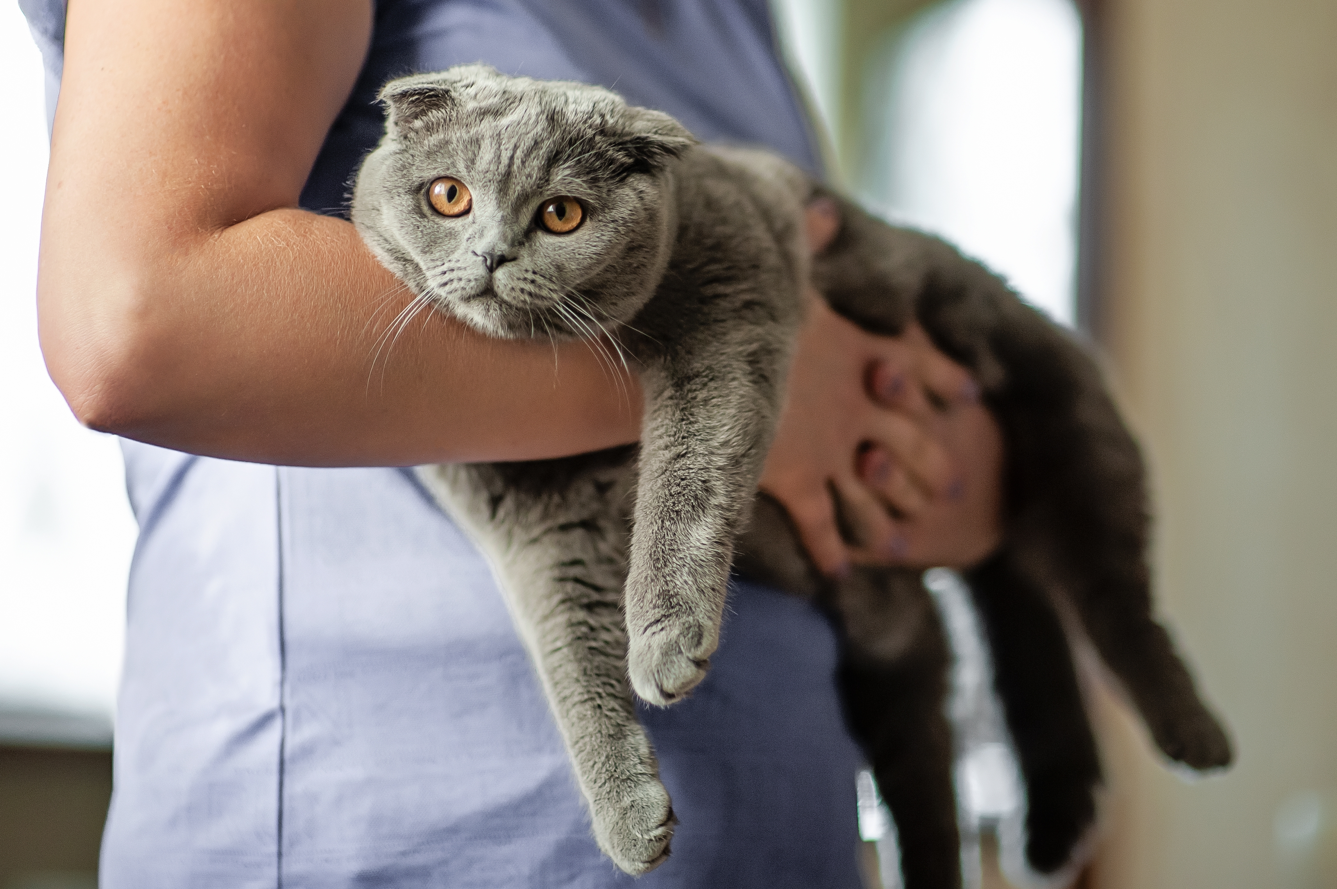 Person holding a relaxed Scottish Fold cat in their arms indoors