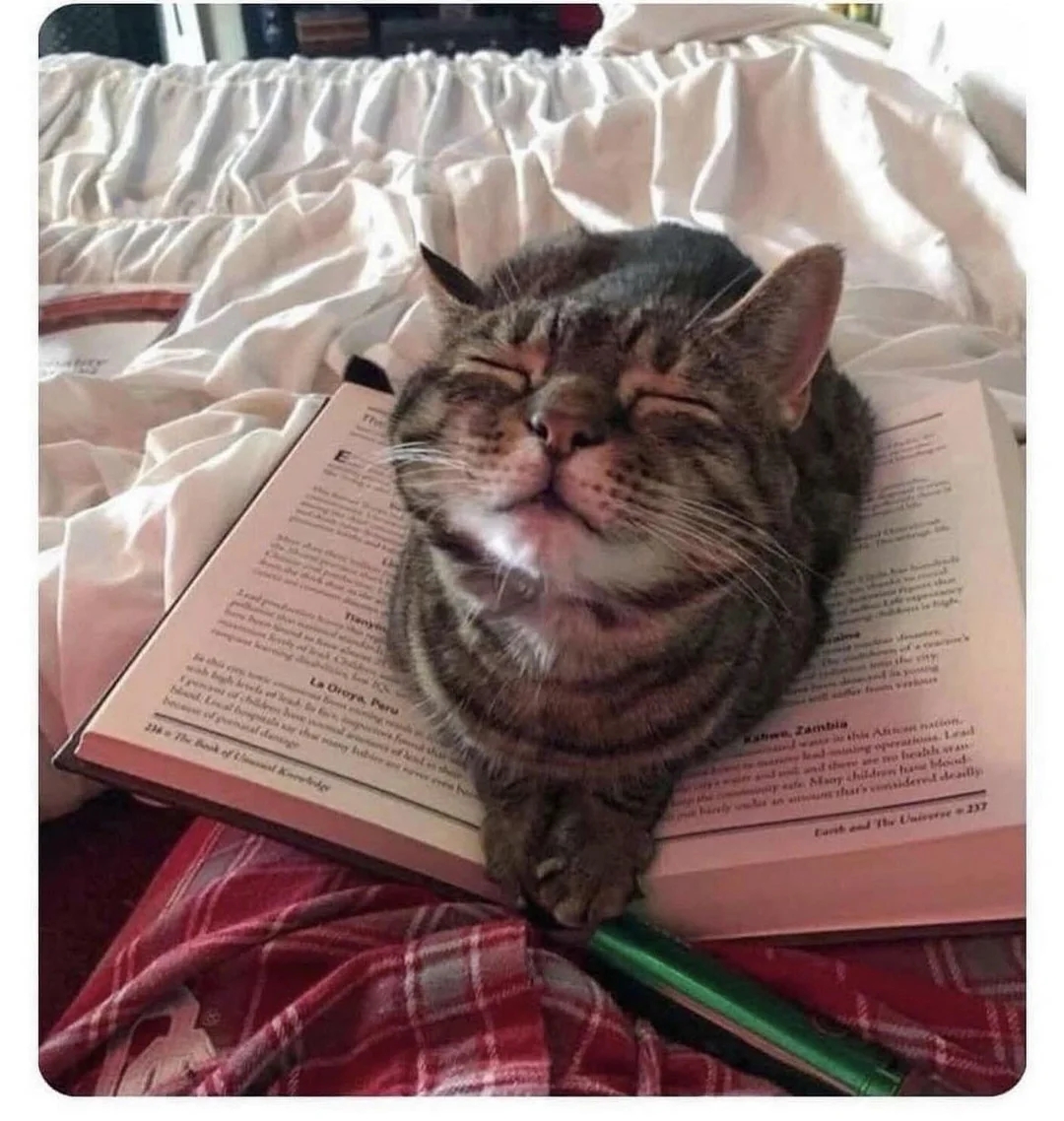 Cat contently resting with eyes closed on an open book, lying on a bed
