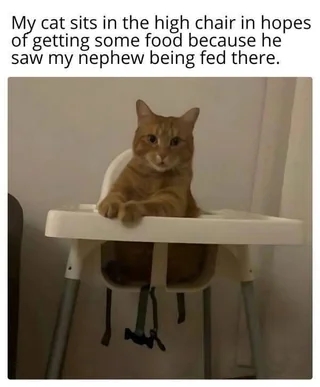 A cat sits in a high chair, looking expectantly. Caption: "My cat sits in the high chair in hopes of getting some food…"