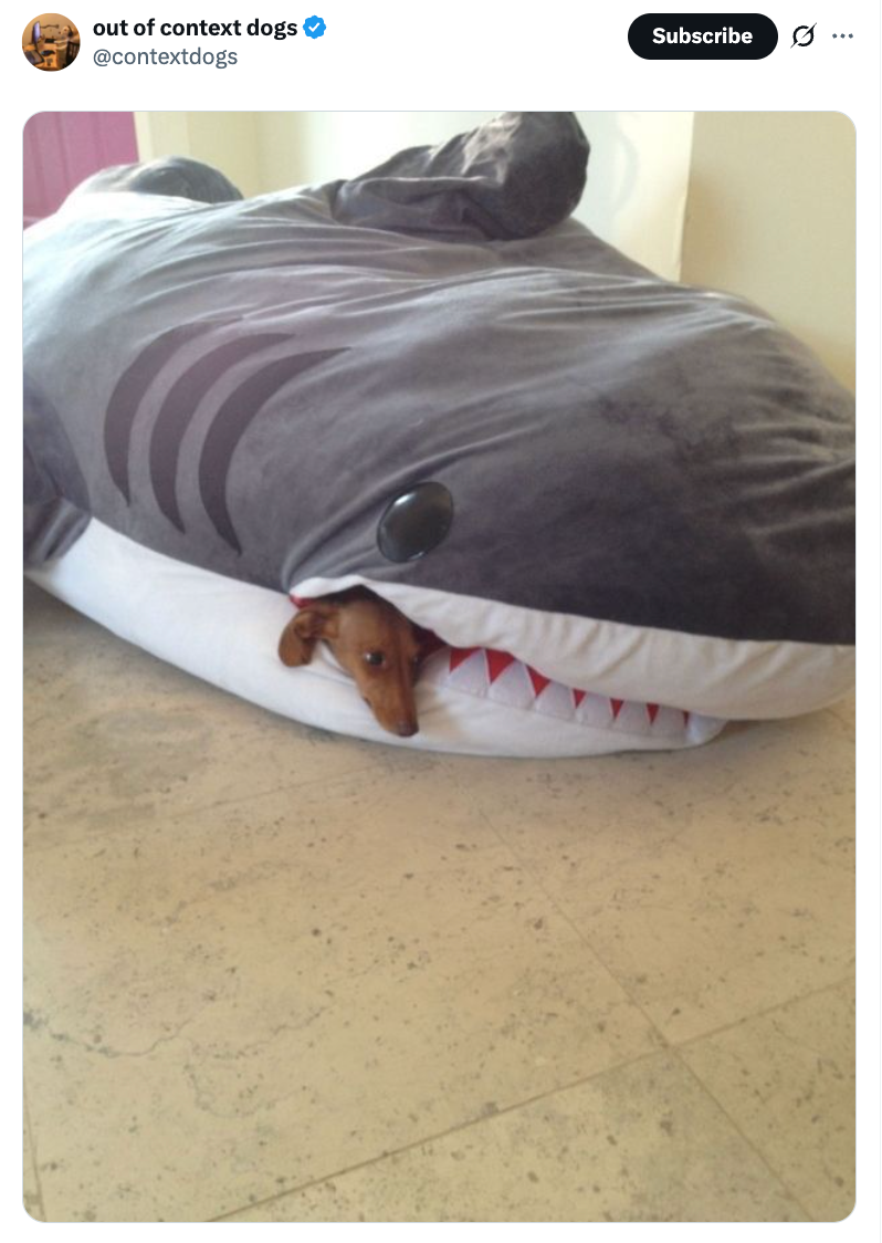 Dog playfully peeks out from a large shark-shaped dog bed, head resting in the shark's mouth