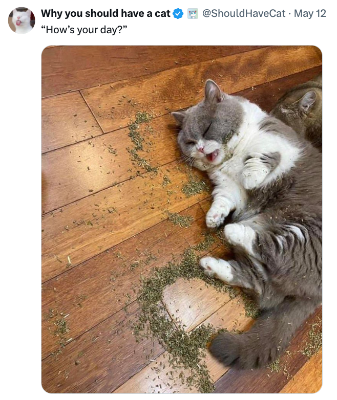 Cat lying on a wooden floor, surrounded by catnip, with eyes closed and paws up, captioned "How’s your day?"