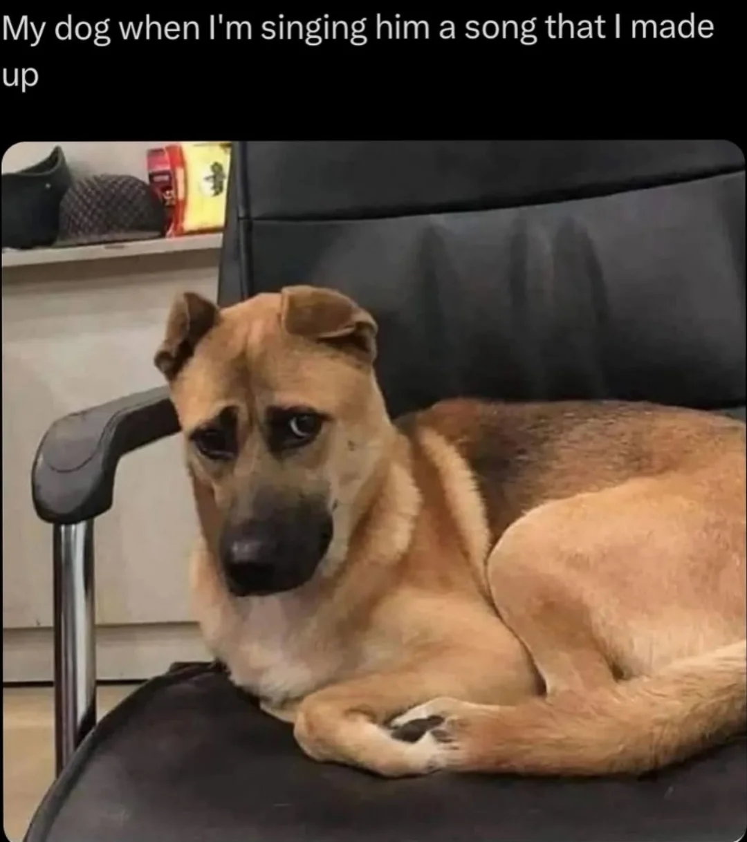 A dog sitting on a chair looks at the camera with a wary expression. Caption reads, "My dog when I'm singing him a song that I made up."