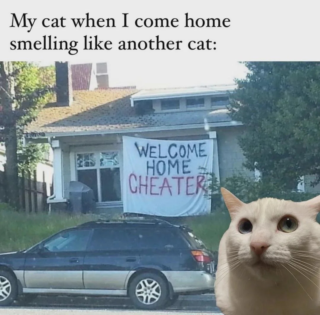 Meme shows a cat with "Welcome Home Cheater" on a house. Caption humorously implies cat's reaction when owner returns smelling like another cat