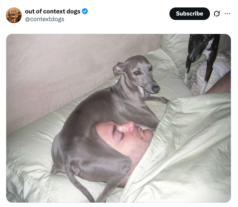 A dog lies on a person's head and face while they sleep in bed, with another dog nearby