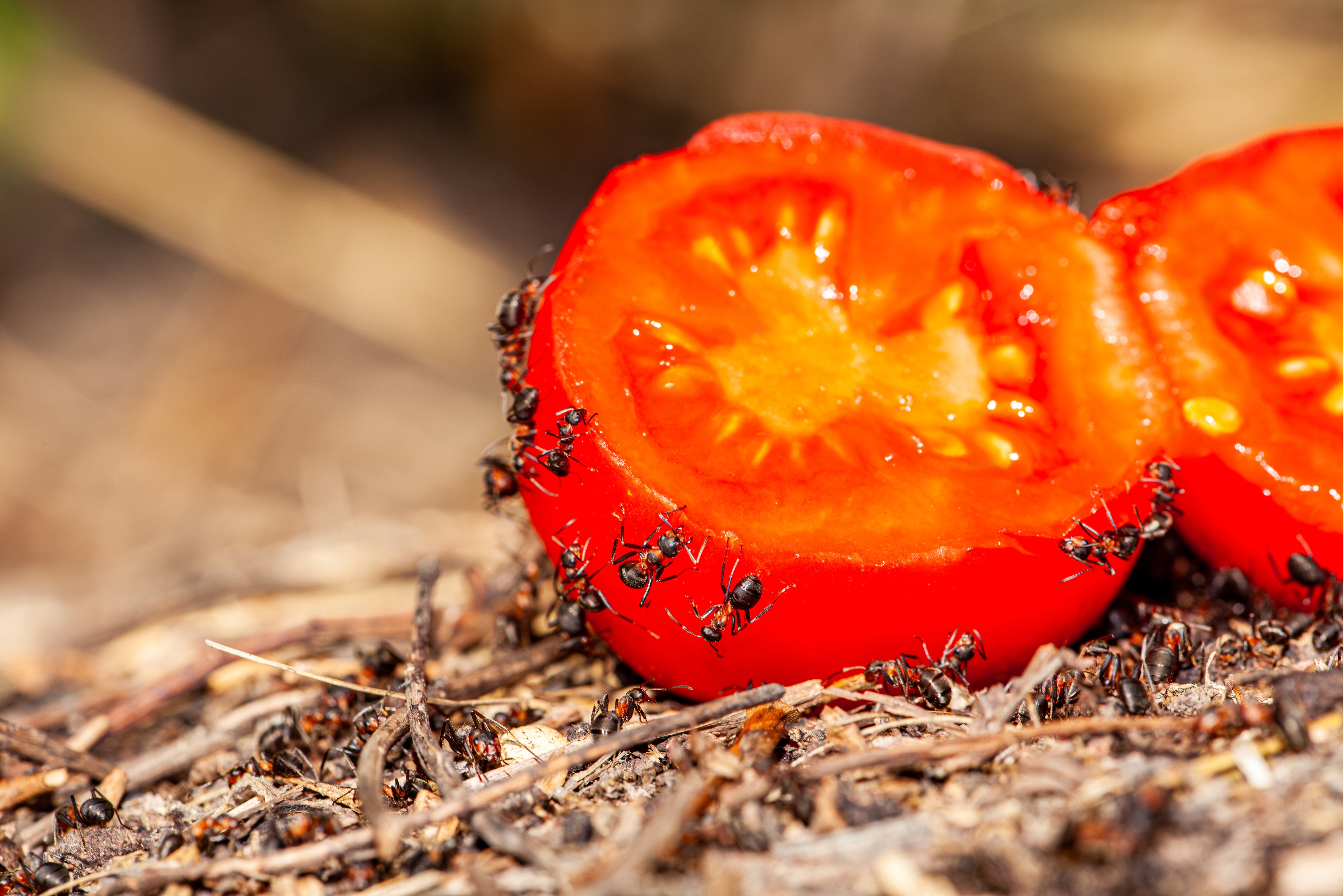 Ants surround a sliced tomato on the ground