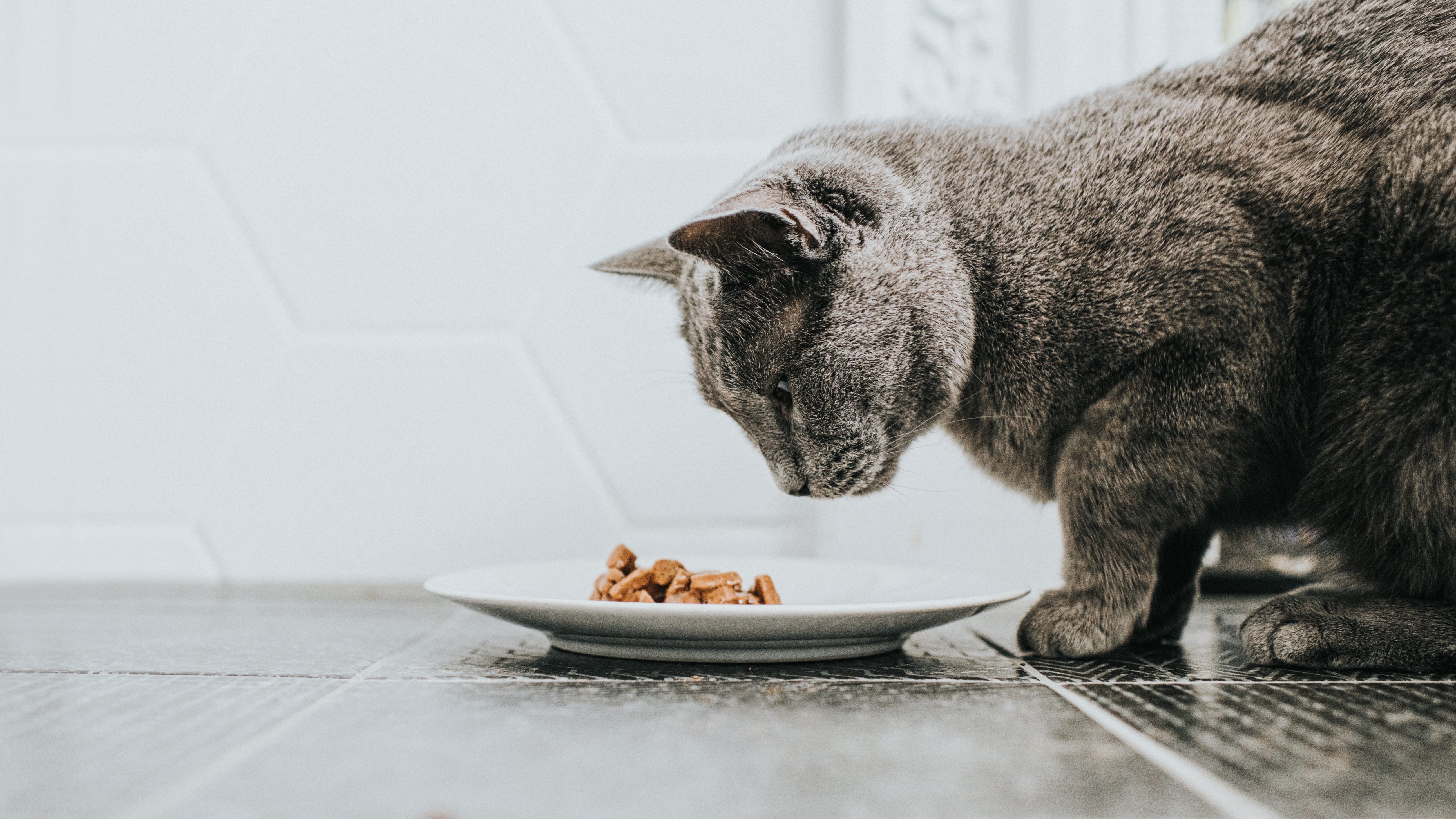 A gray cat intently sniffs a dish of dry food on a tiled floor indoors