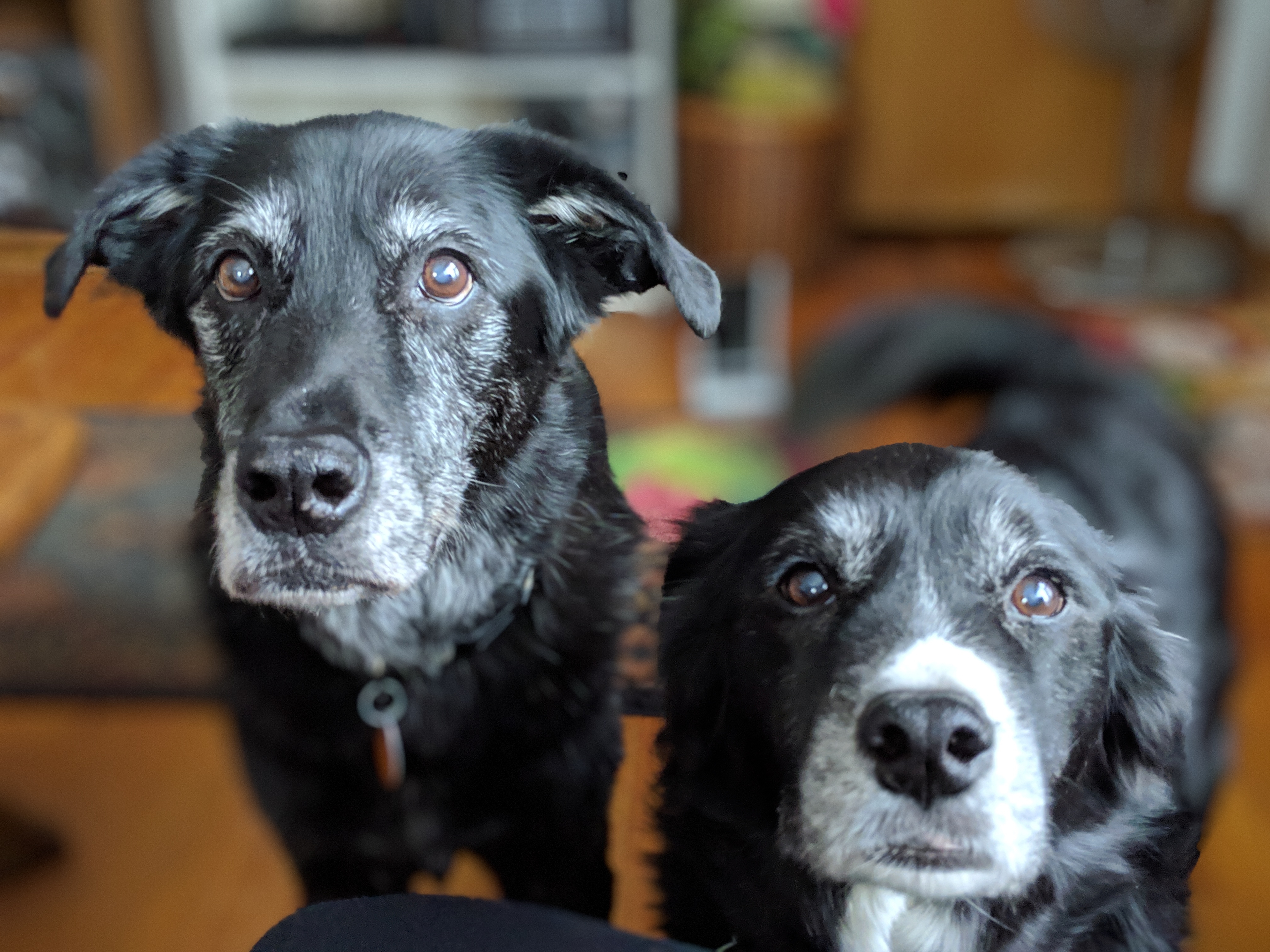 Two black dogs with white markings on their faces looking directly at the camera indoors