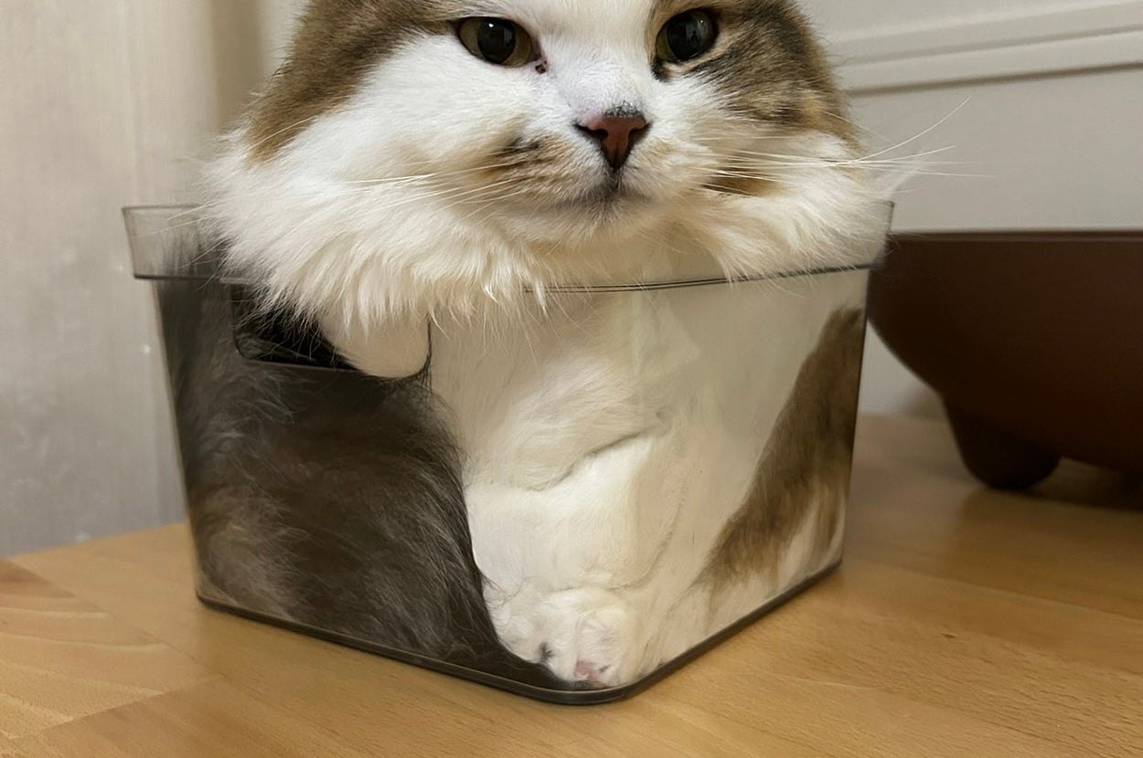 液体のように透明ケースへ収まるこむぎくん/なごみ処さんのXアカウント（@azukichi_komugi）より