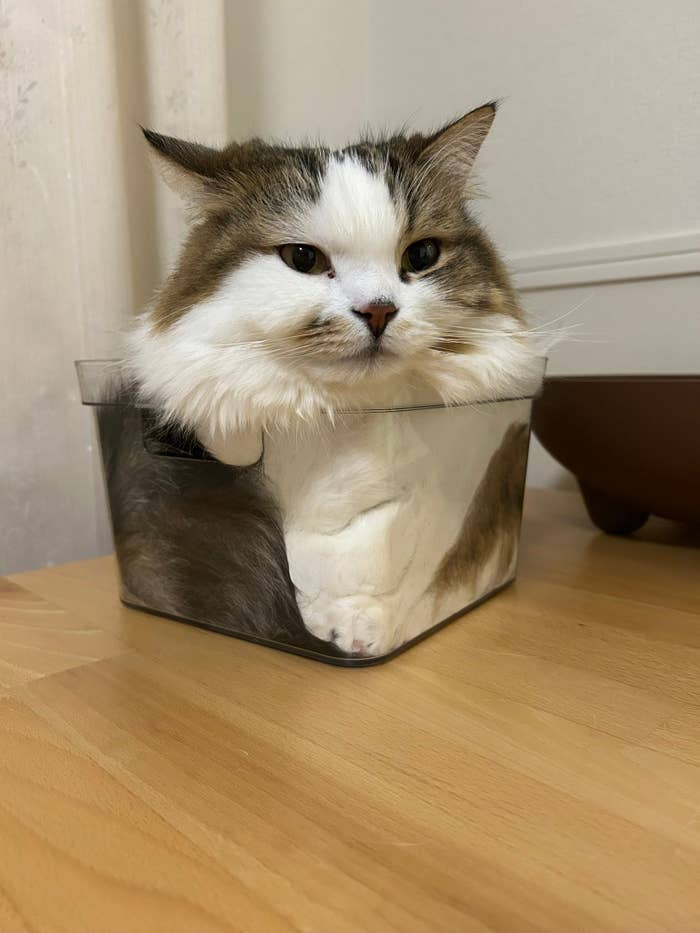 液体のように透明ケースへ収まるこむぎくん/なごみ処さんのXアカウント(@azukichi_komugi)より