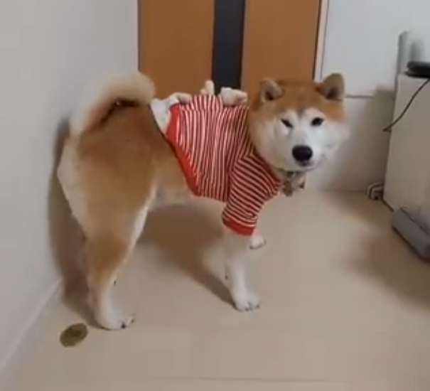 柴犬が赤と白のストライプの服を着て、部屋の中で立っている。