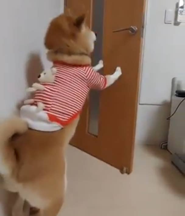 犬がぬいぐるみを背負いながらドアを開けようとしています。