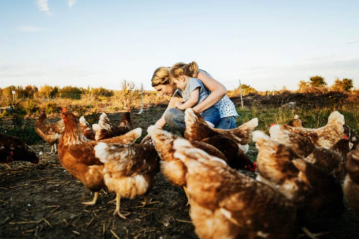 Person and child interacting with chickens in a field, enjoying a farm setting