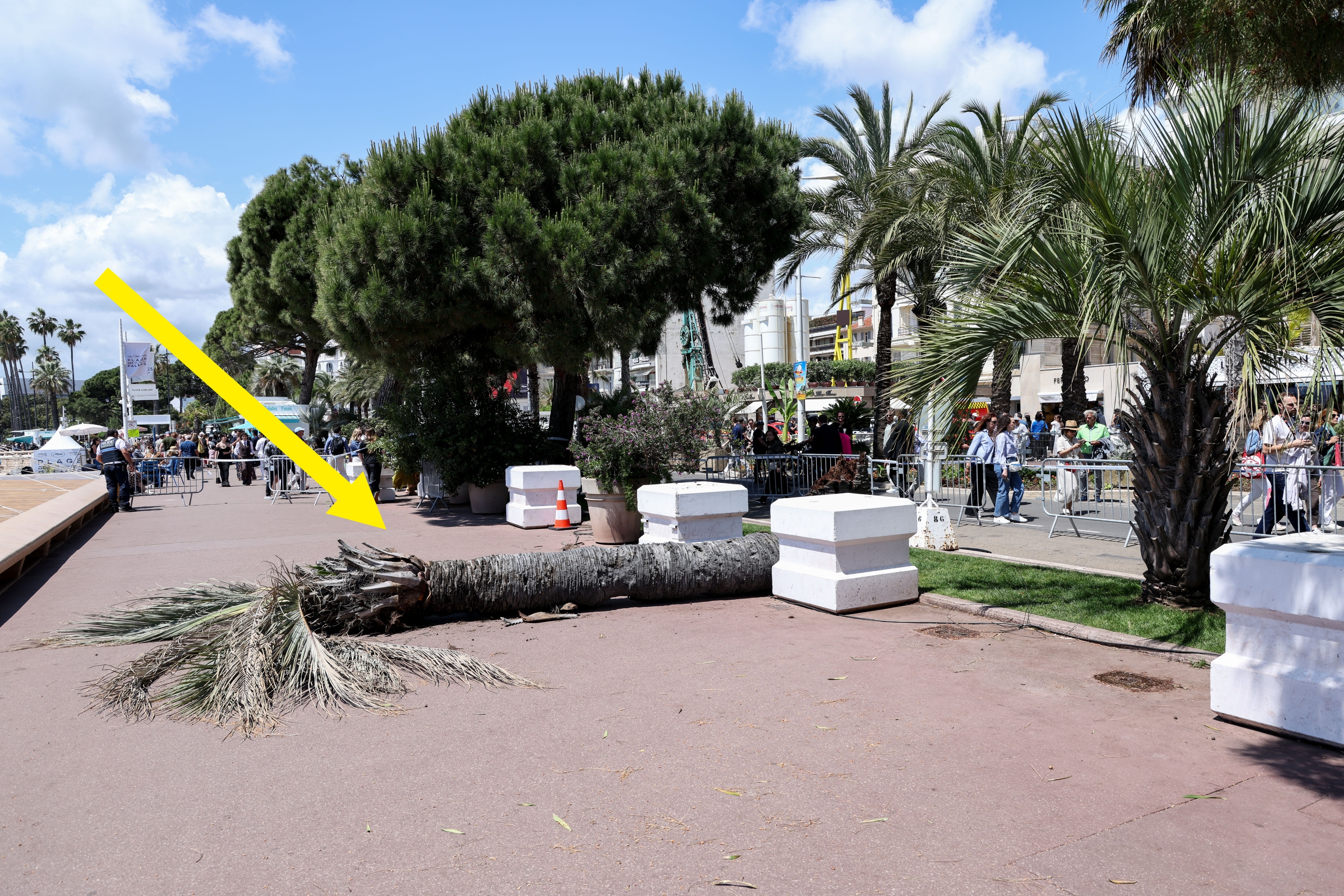 A large fallen tree lies on a sidewalk, surrounded by crowds and other trees, at Cannes Film Festival