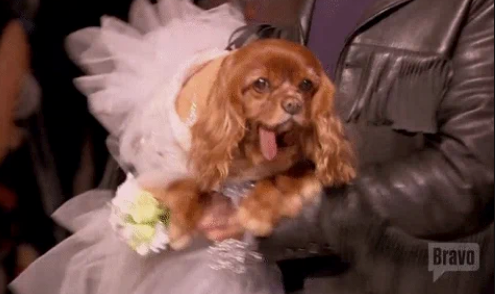 Dog dressed in a wedding dress with a floral bouquet, carried by a person in a leather jacket