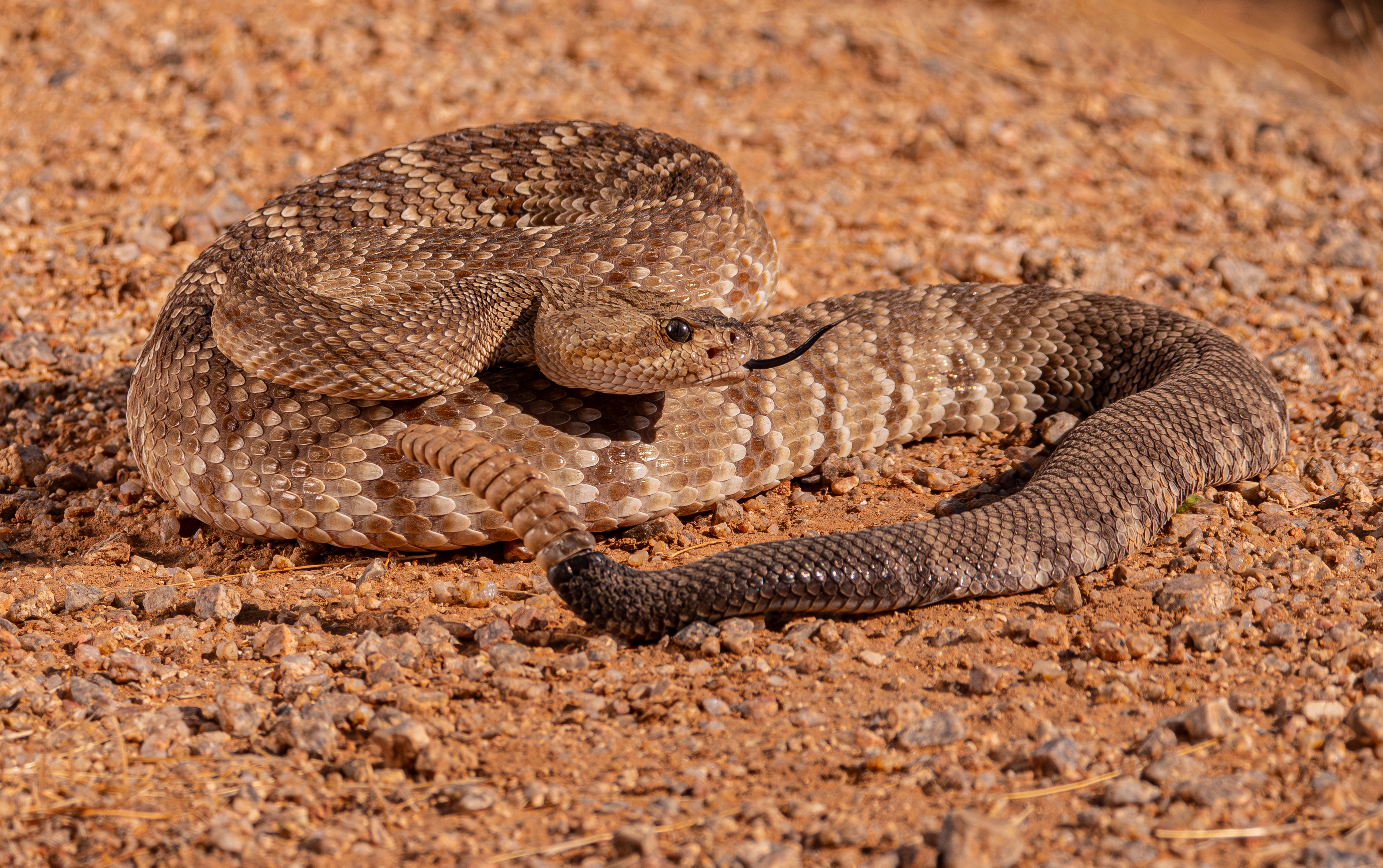 Coiled rattlesnake on rocky ground with a visible rattle and forked tongue out