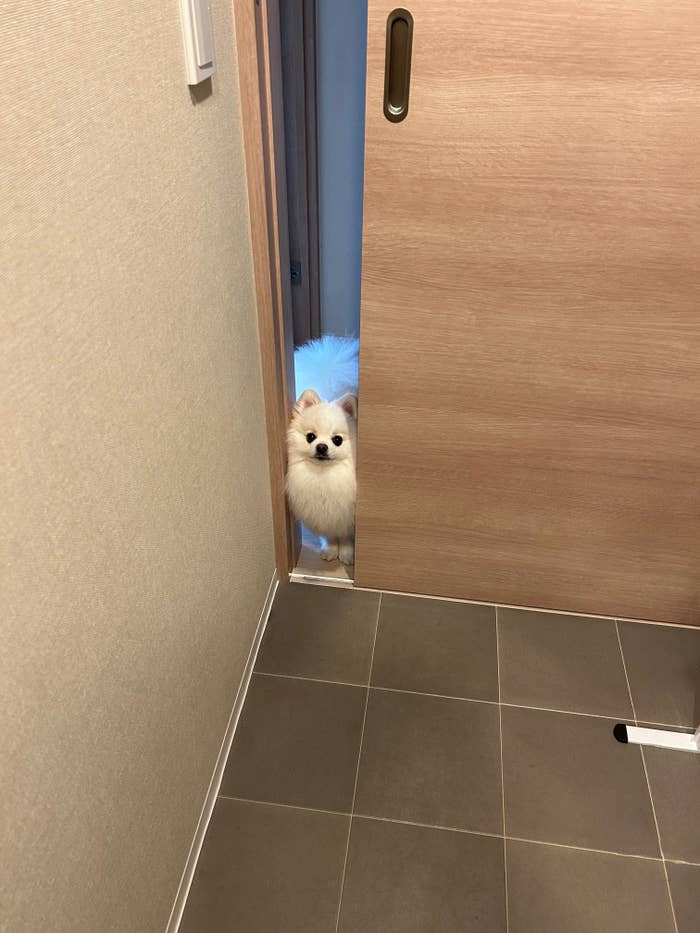 “絶対通れるのに通れない顔”の天くん（ポメラニアンの天くん！のXアカウントより）