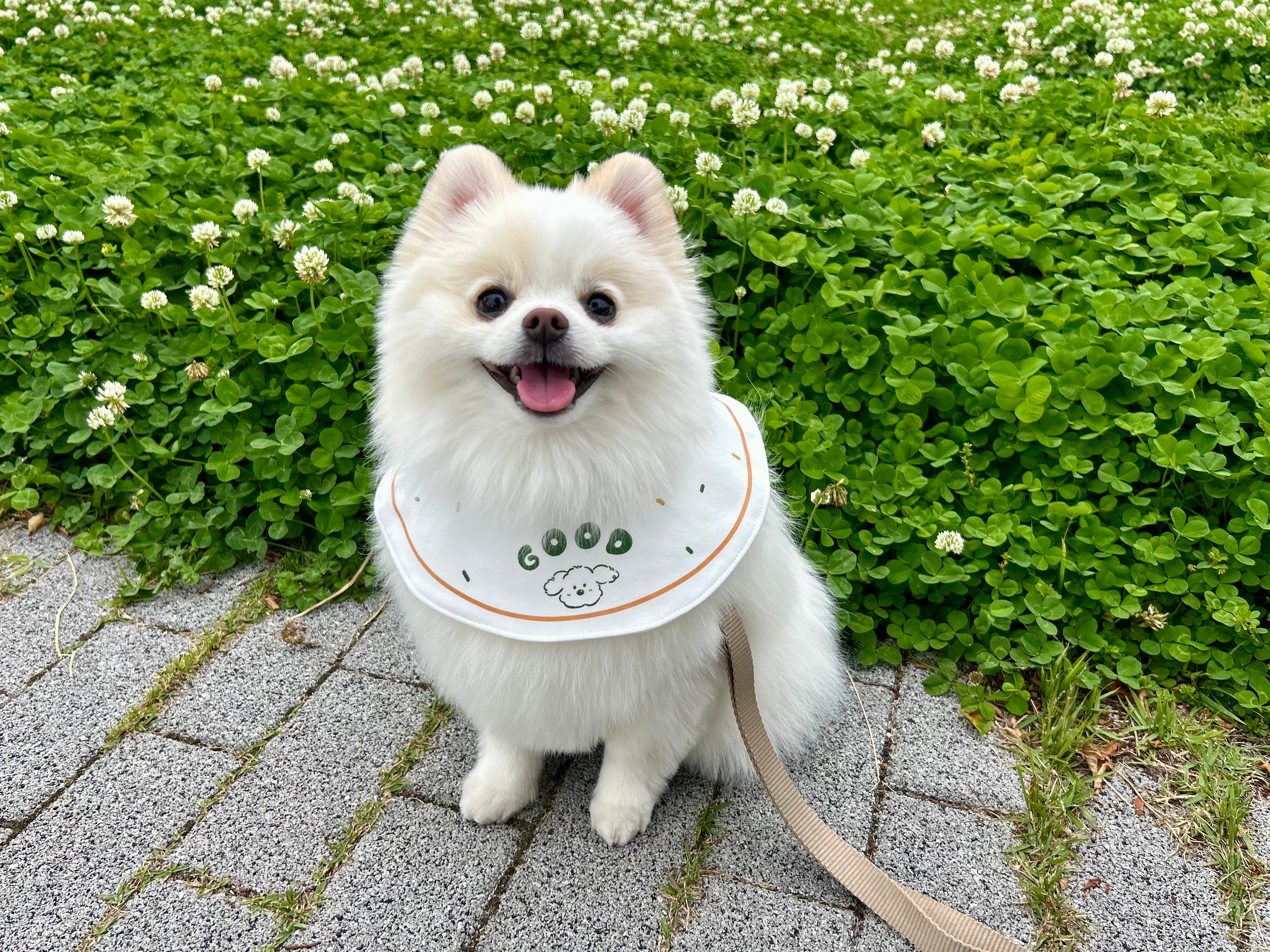 にこにこ笑顔とスタイがかわいい天くん（ポメラニアンの天くん！のXアカウントより）