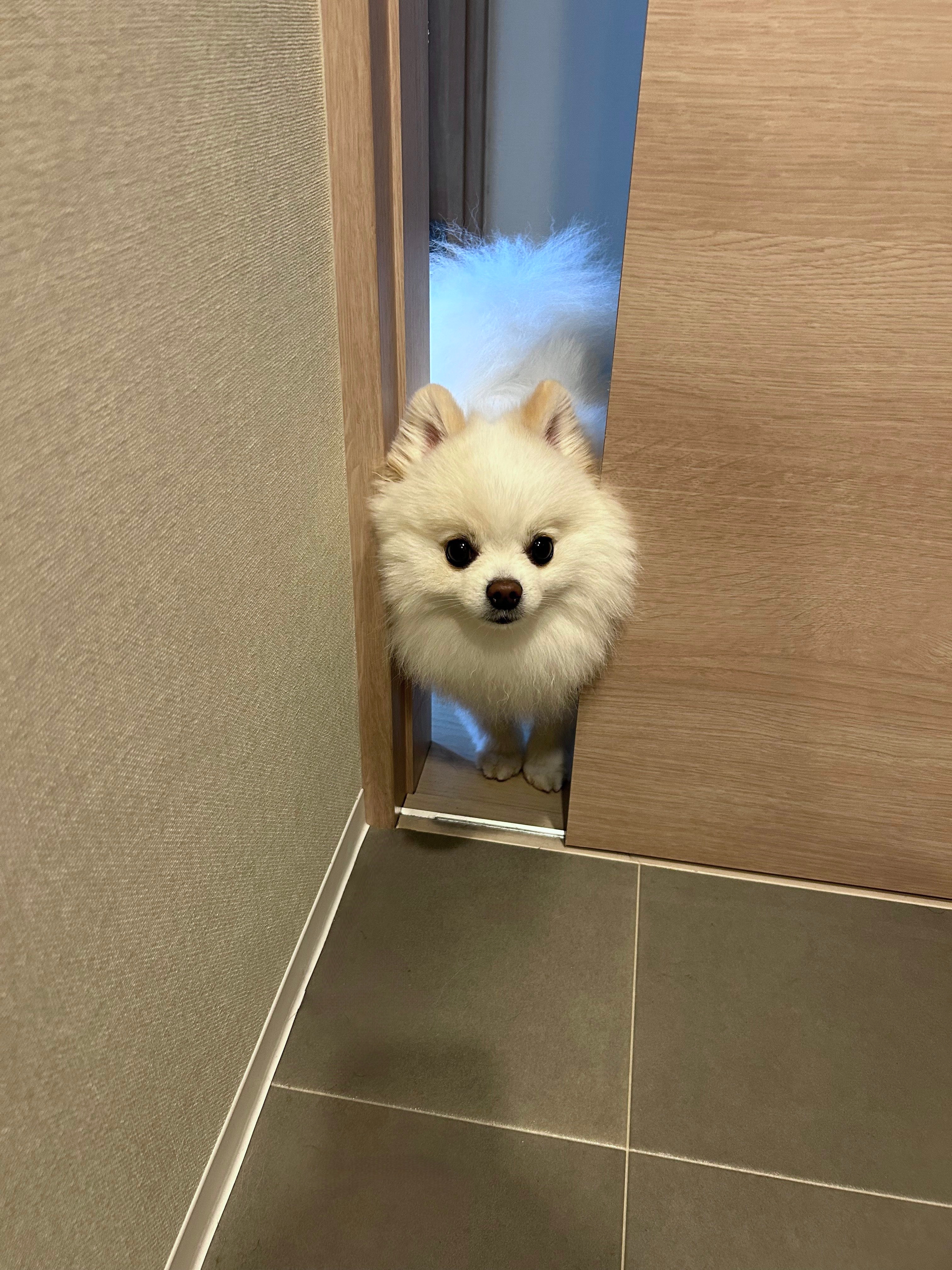 その後の天くん（ポメラニアンの天くん！のXアカウントより）