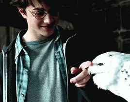 A person with glasses gently touches a snowy owl perched on their hand in an indoor setting