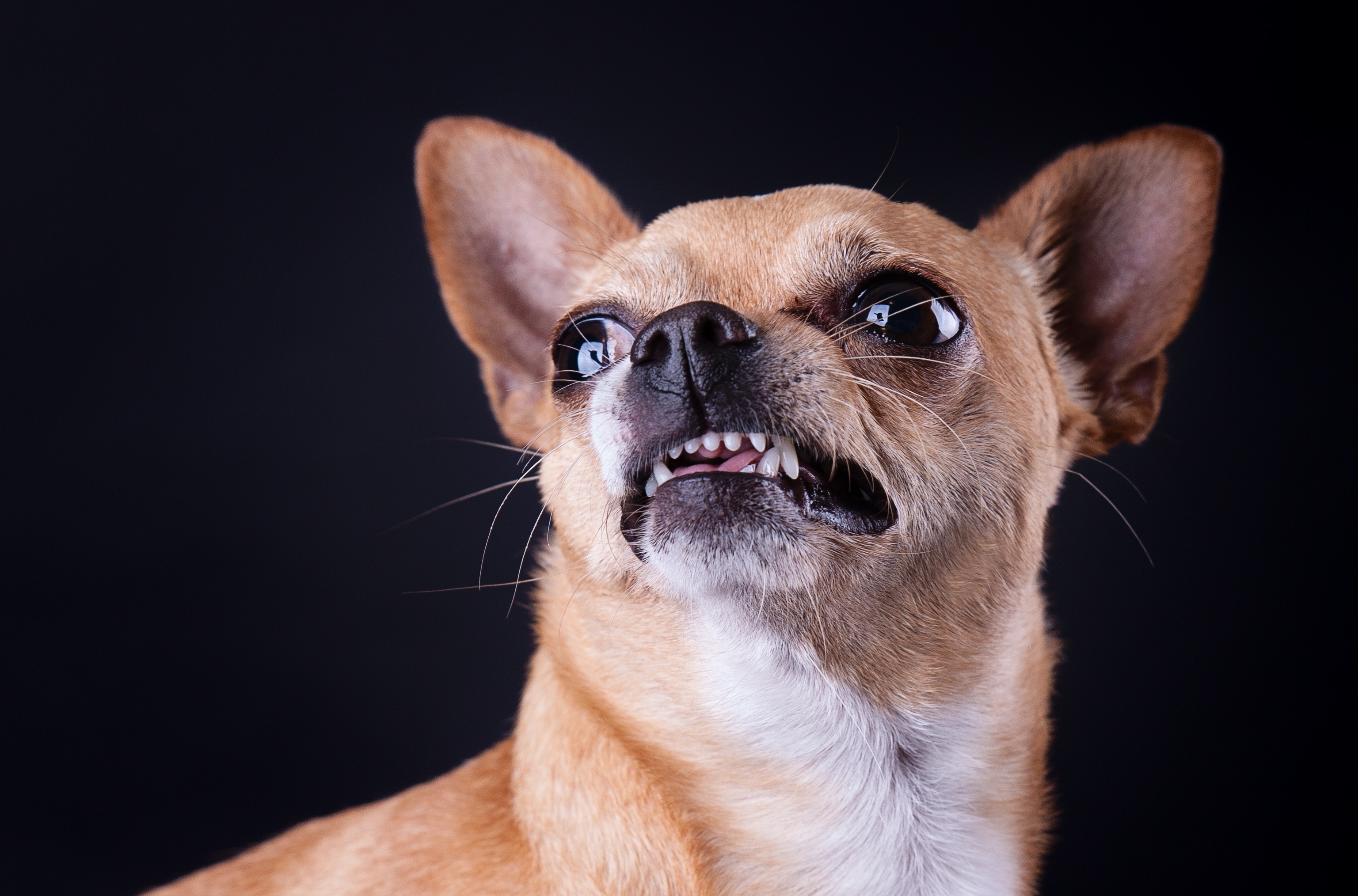 Chihuahua making a funny face with snarling teeth against a dark background