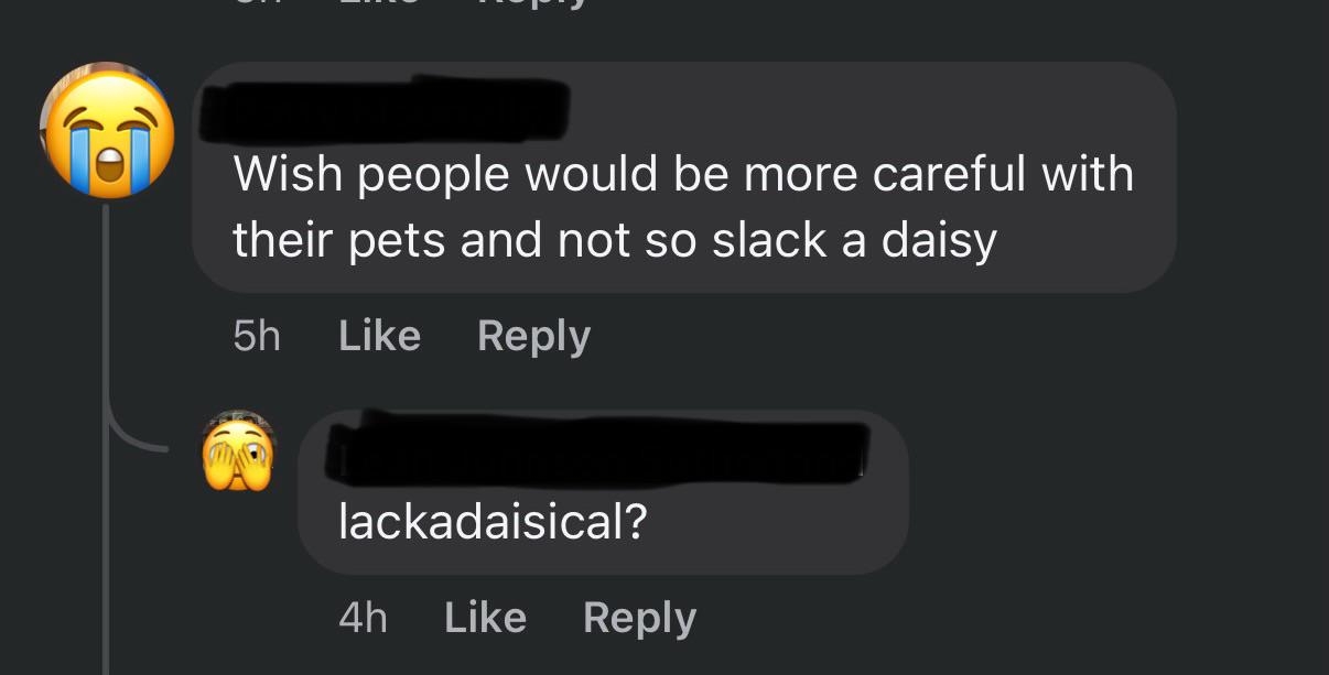 The image shows social media comments. One user says "Wish people would be more careful with their pets and not so slack a daisy," another replies, "lackadaisical?"
