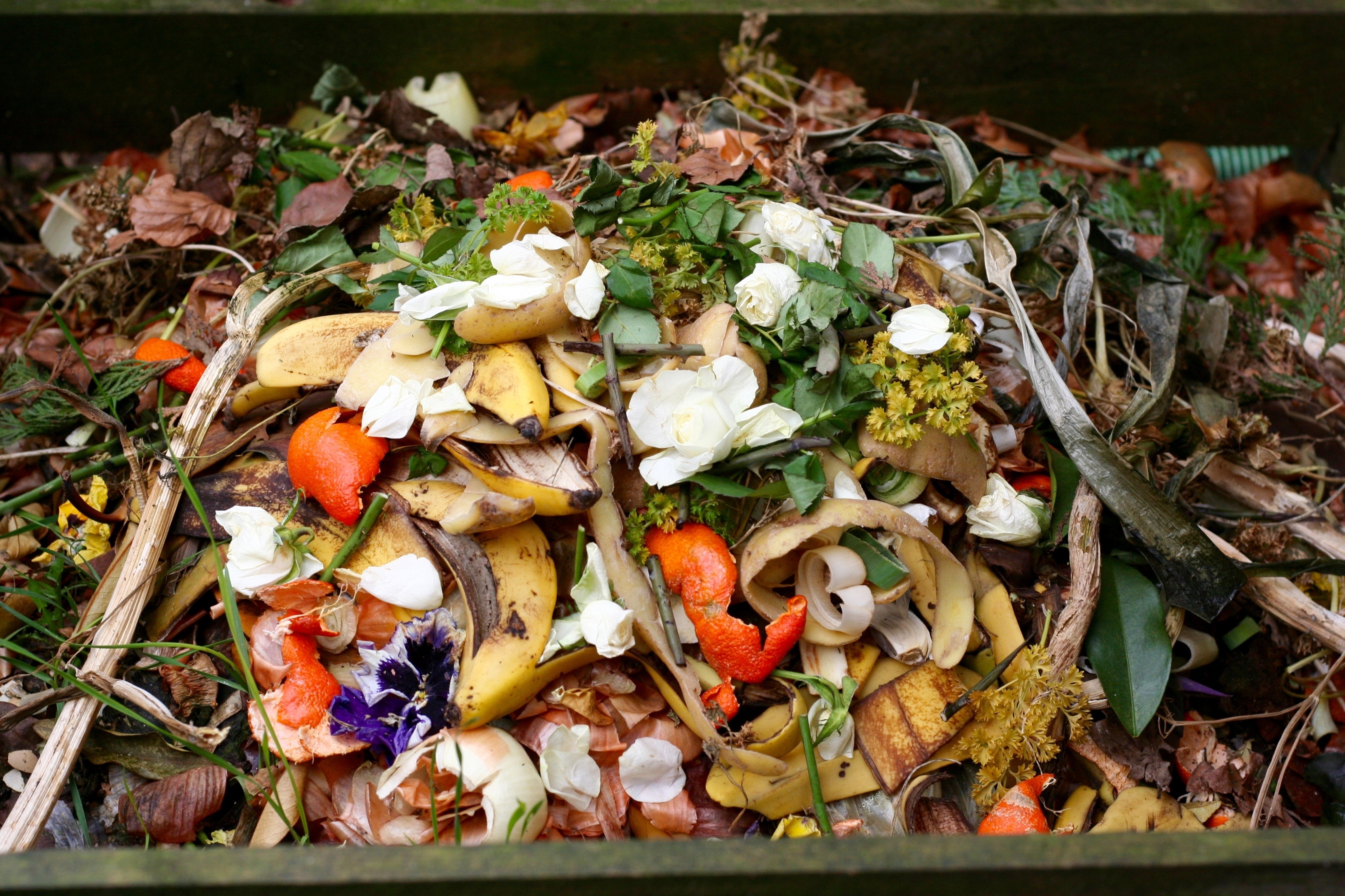 A compost pile with fruit peels, vegetable scraps, and wilted flowers decomposing in a garden setting