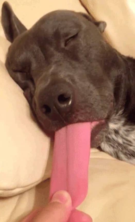 Dog sleeping with tongue sticking out resting on a couch