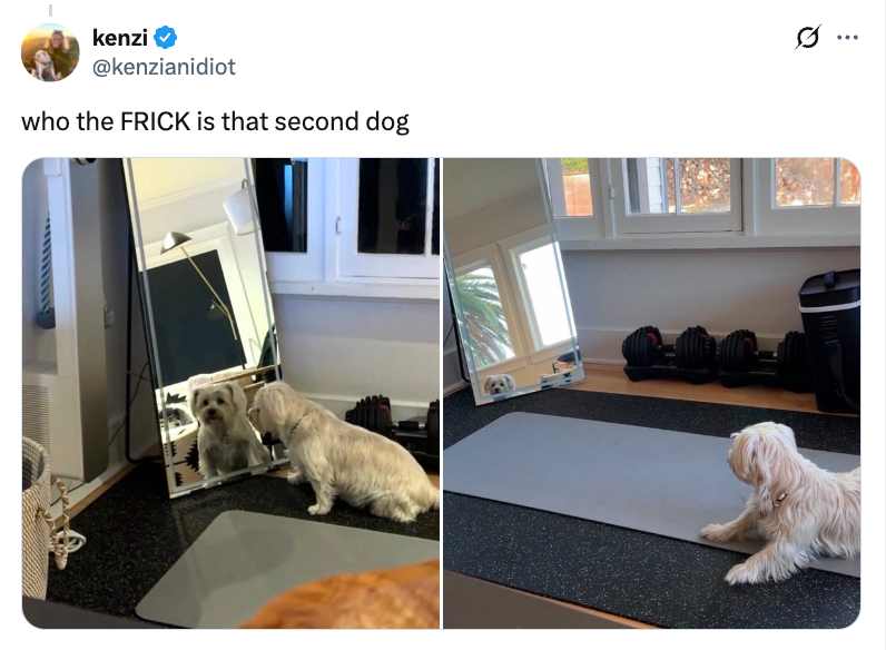 Two side-by-side images of a white dog: one looking at itself in a mirror, the other lying on the floor near gym equipment. Tweet text reads: "who the FRICK is that second dog"