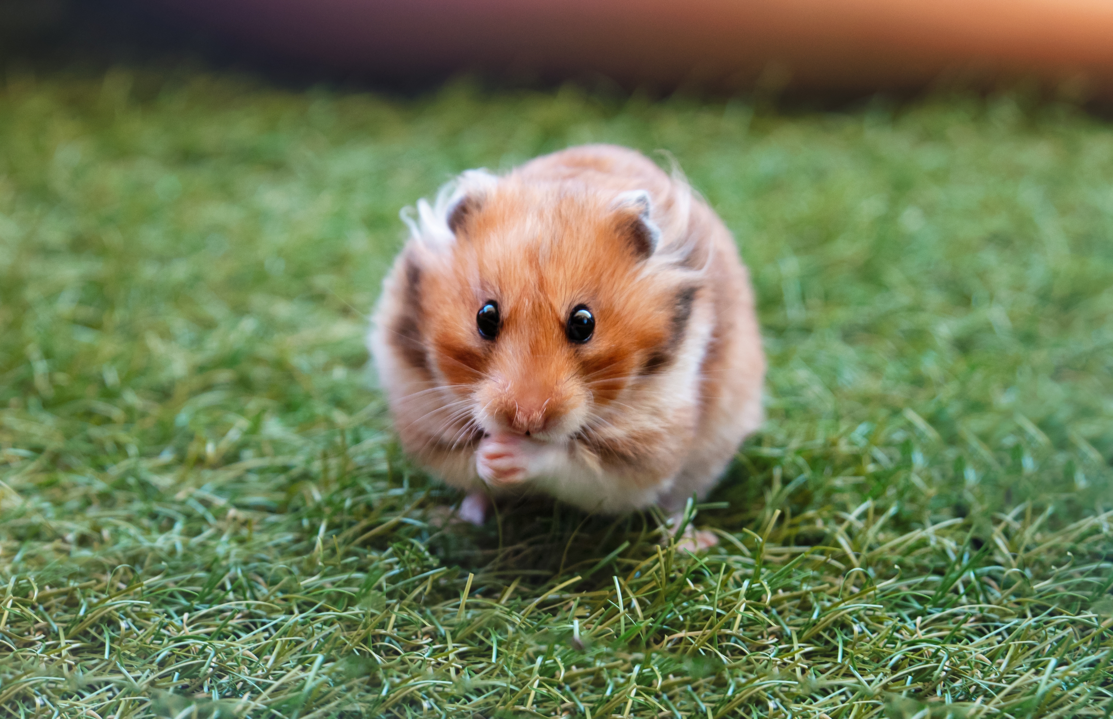 Hamster sitting on grass.