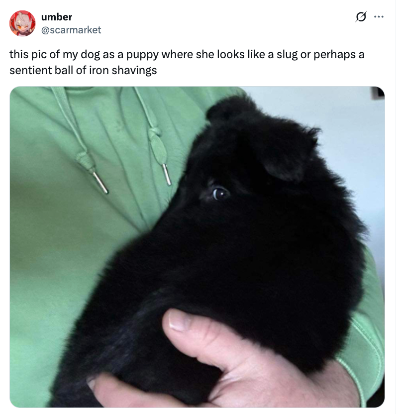 Person holding a fluffy black puppy resembling a slug or iron shavings; tweet text describes the dog's appearance humorously