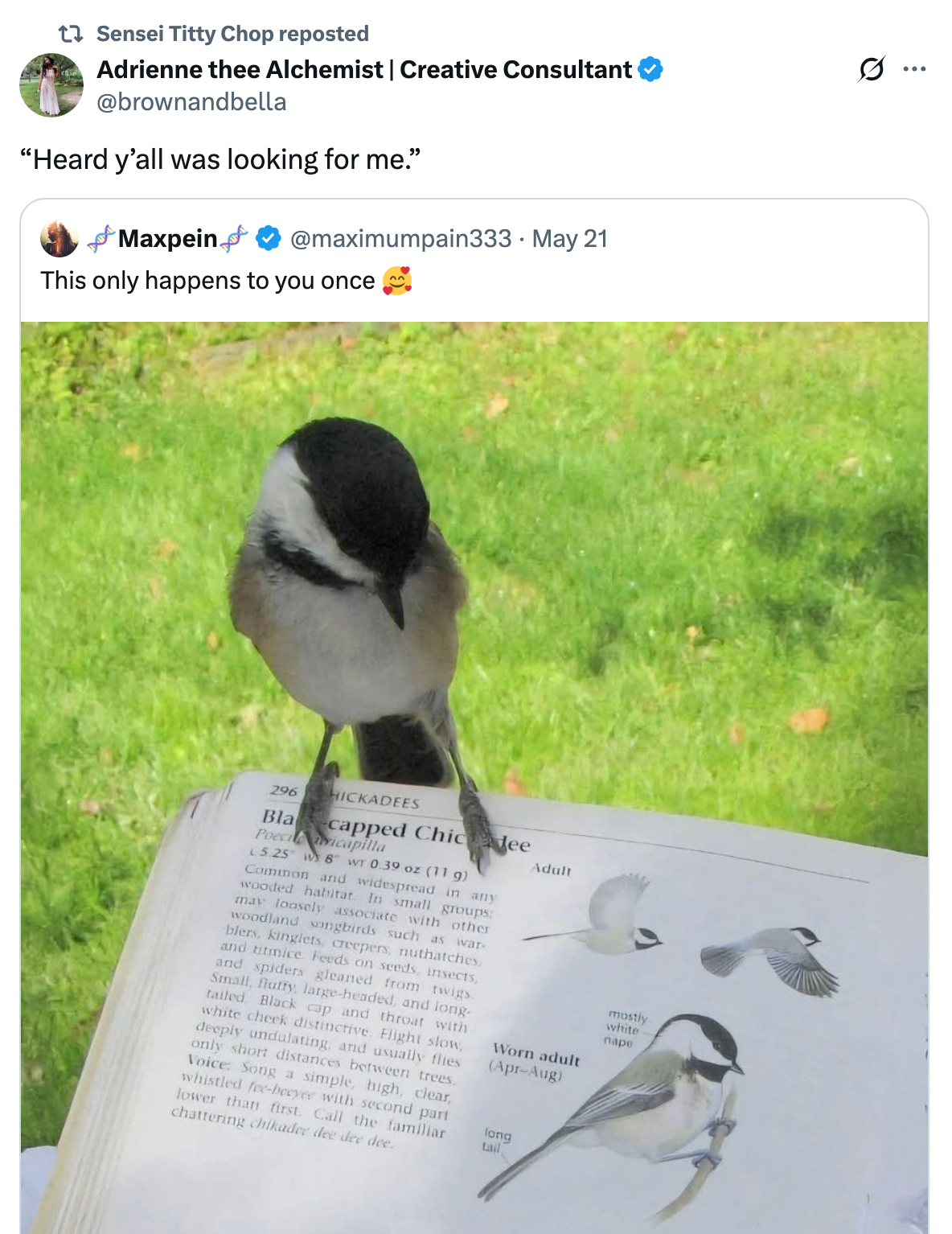 Bird perched on a bird identification book, appearing to "read" its own description in the book