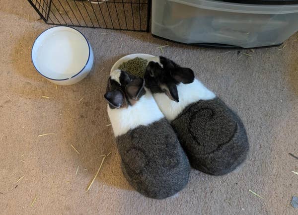 Two rabbits with heart-shaped patterns on their backs eat from a bowl on a carpeted floor, next to an empty water bowl and a metal cage
