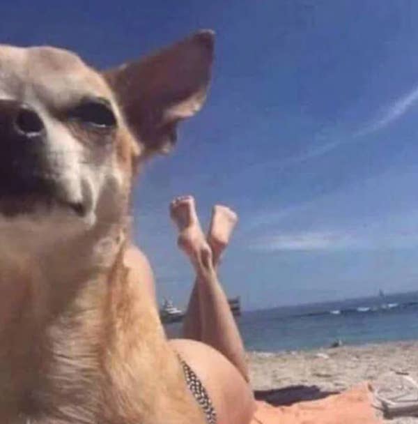 Chihuahua lying on a beach towel with human legs in the background, creating an amusing illusion of the dog having human legs