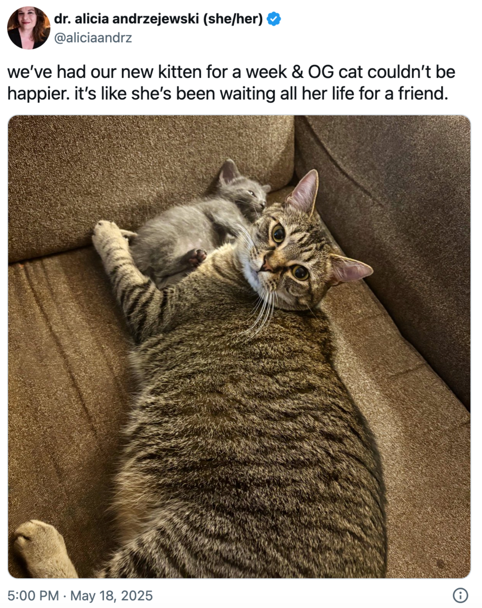 A large tabby cat and a small gray kitten cuddle on a couch, appearing relaxed and content