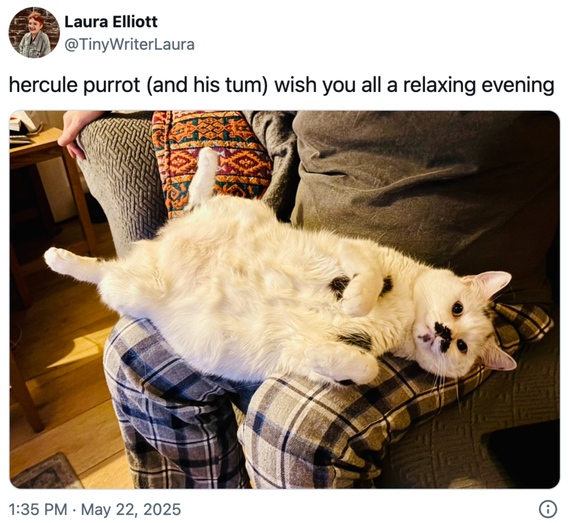 A cat lounges comfortably on a person's lap, looking relaxed and content. Caption: "hercule purrot (and his tum) wish you all a relaxing evening."