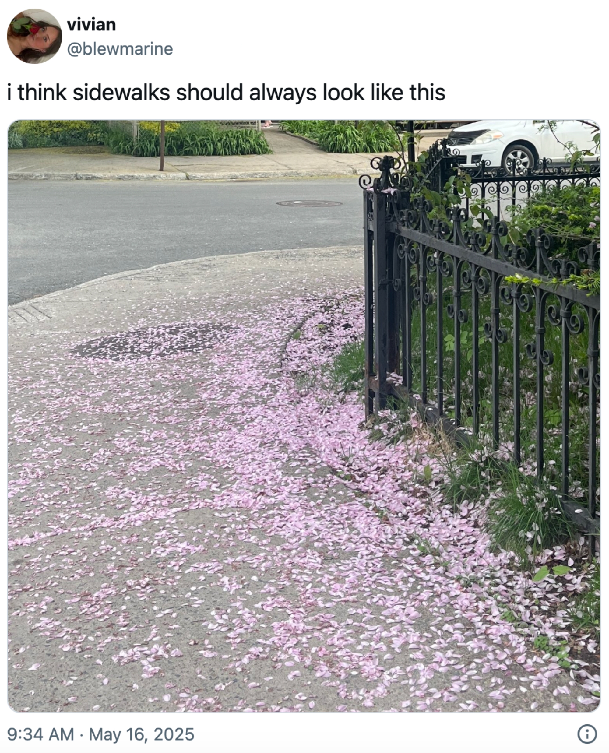 Sidewalk lined with scattered flower petals next to a wrought iron fence. Tweet text: "i think sidewalks should always look like this."