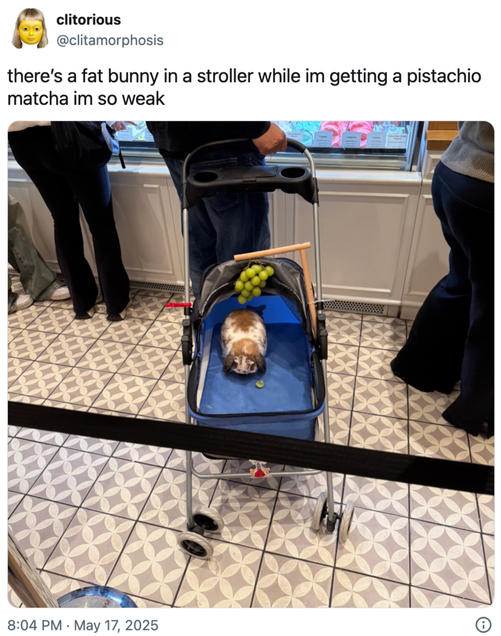Bunny in a stroller with grapes. Tweet text reads: "there’s a fat bunny in a stroller while im getting a pistachio matcha im so weak"
