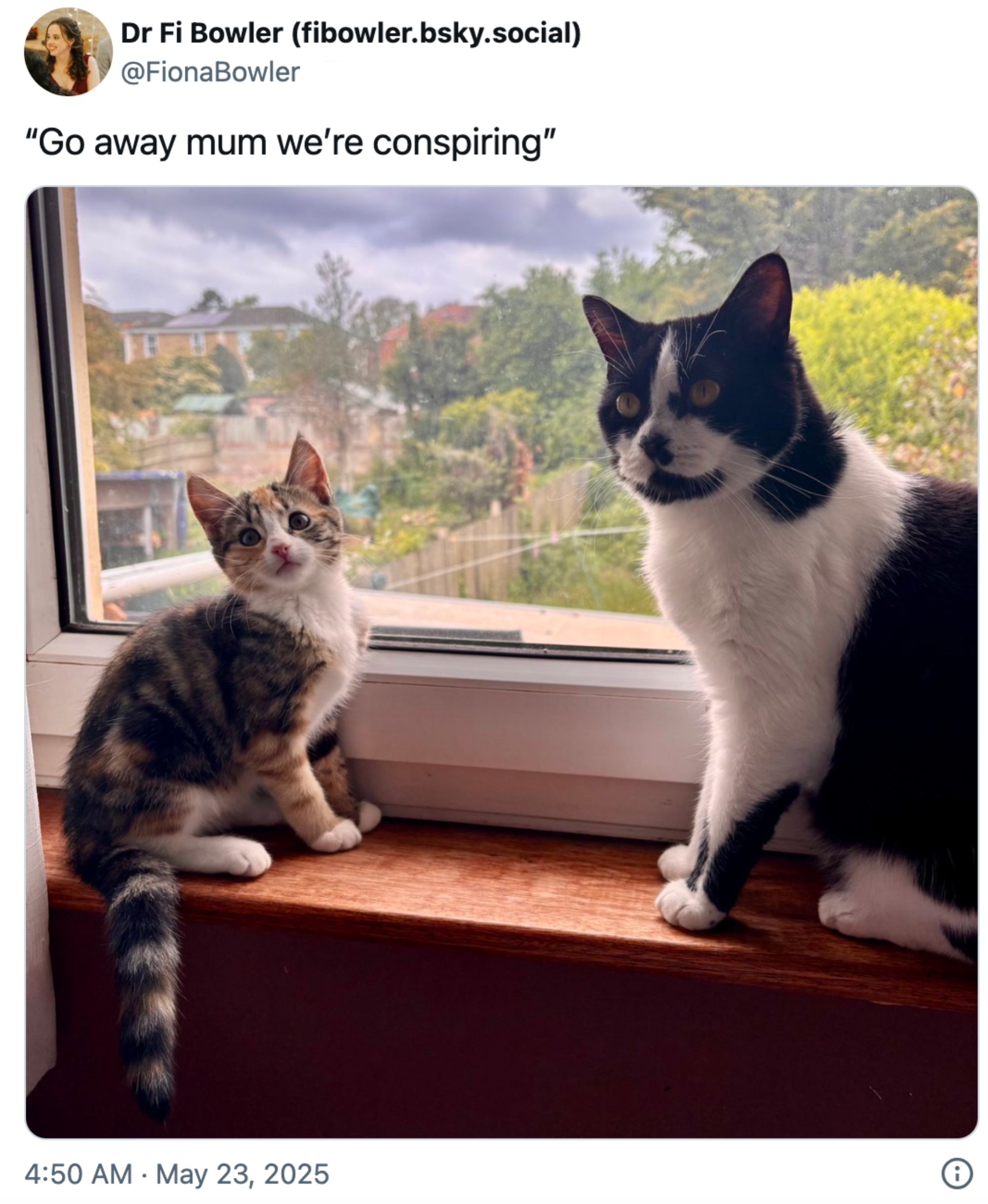 Two cats sitting on a windowsill, looking outward with attentive expressions. Captioned tweet reads, “Go away mum we’re conspiring.”