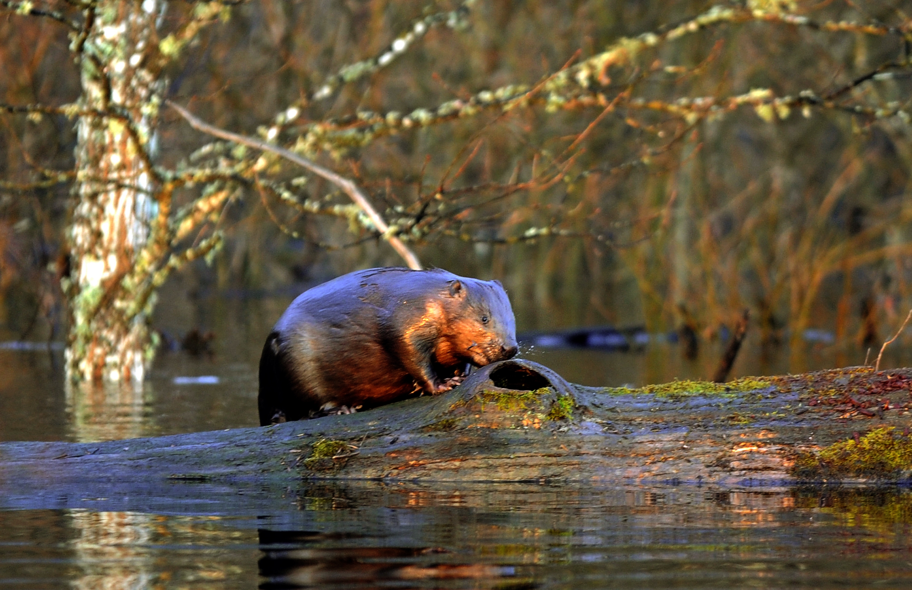 A beaver gnawing on a log in a forested swamp, surrounded by water and trees